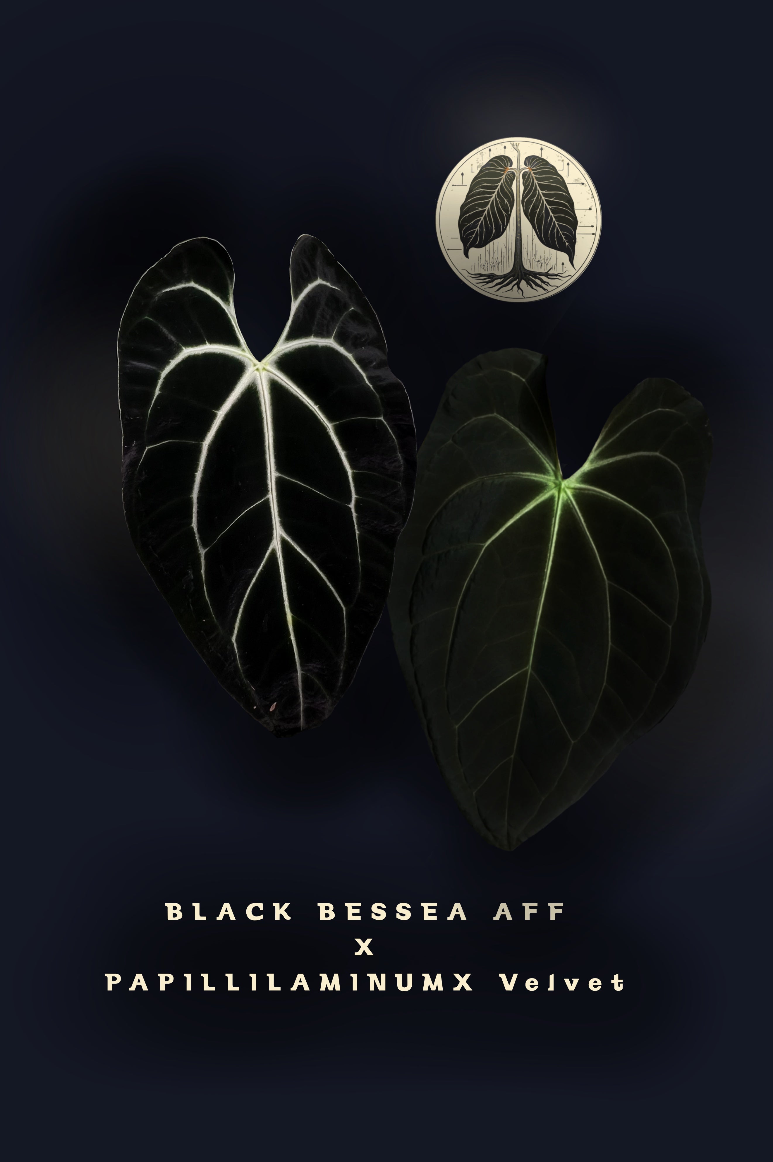 Anthurium Black Besseae Aff x PapillilaminumX velvet – ANTHURARIUM