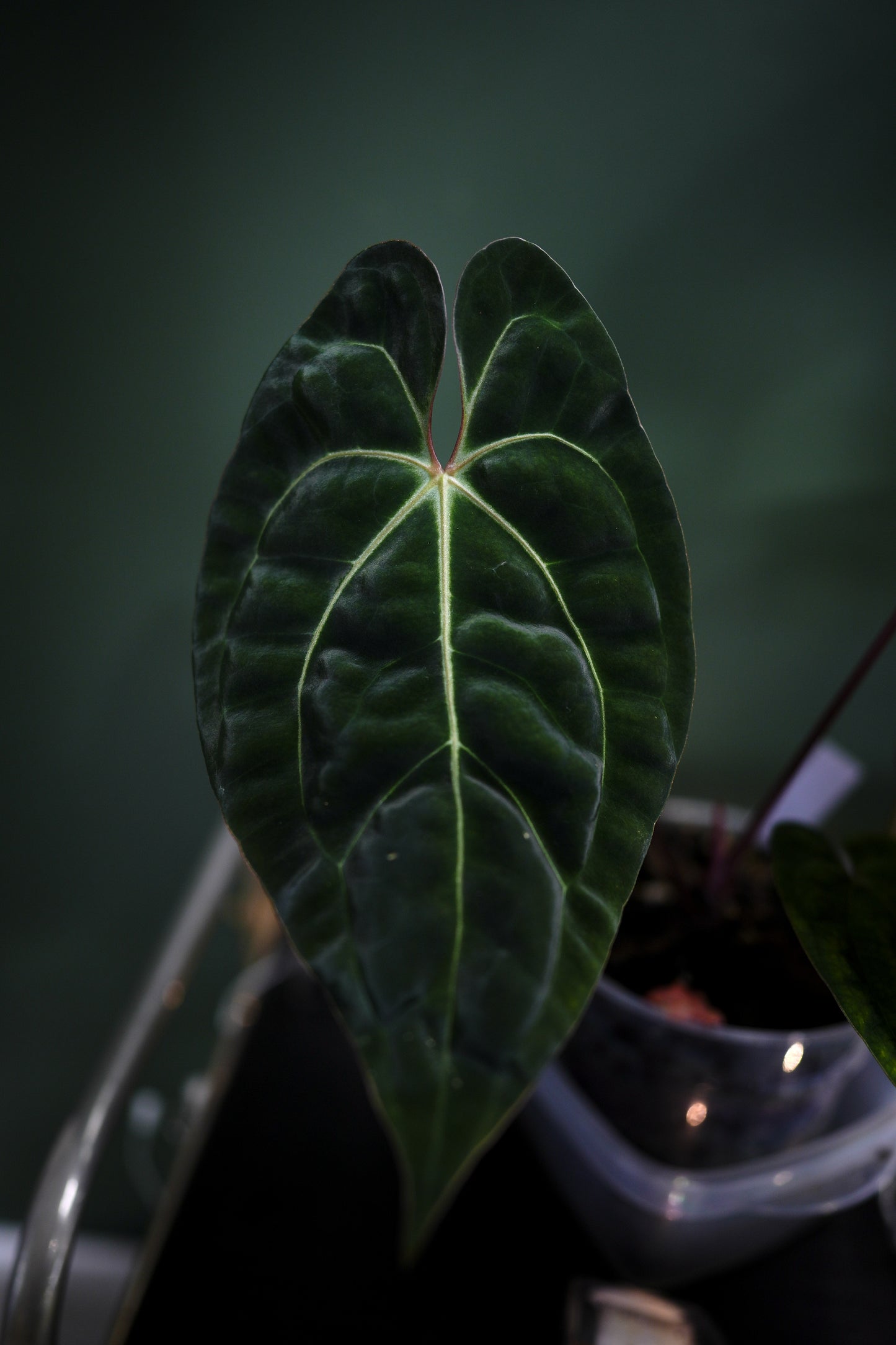 Anthurium Black Besseae Aff x Dark Phoenix Red Veins (Plante A)