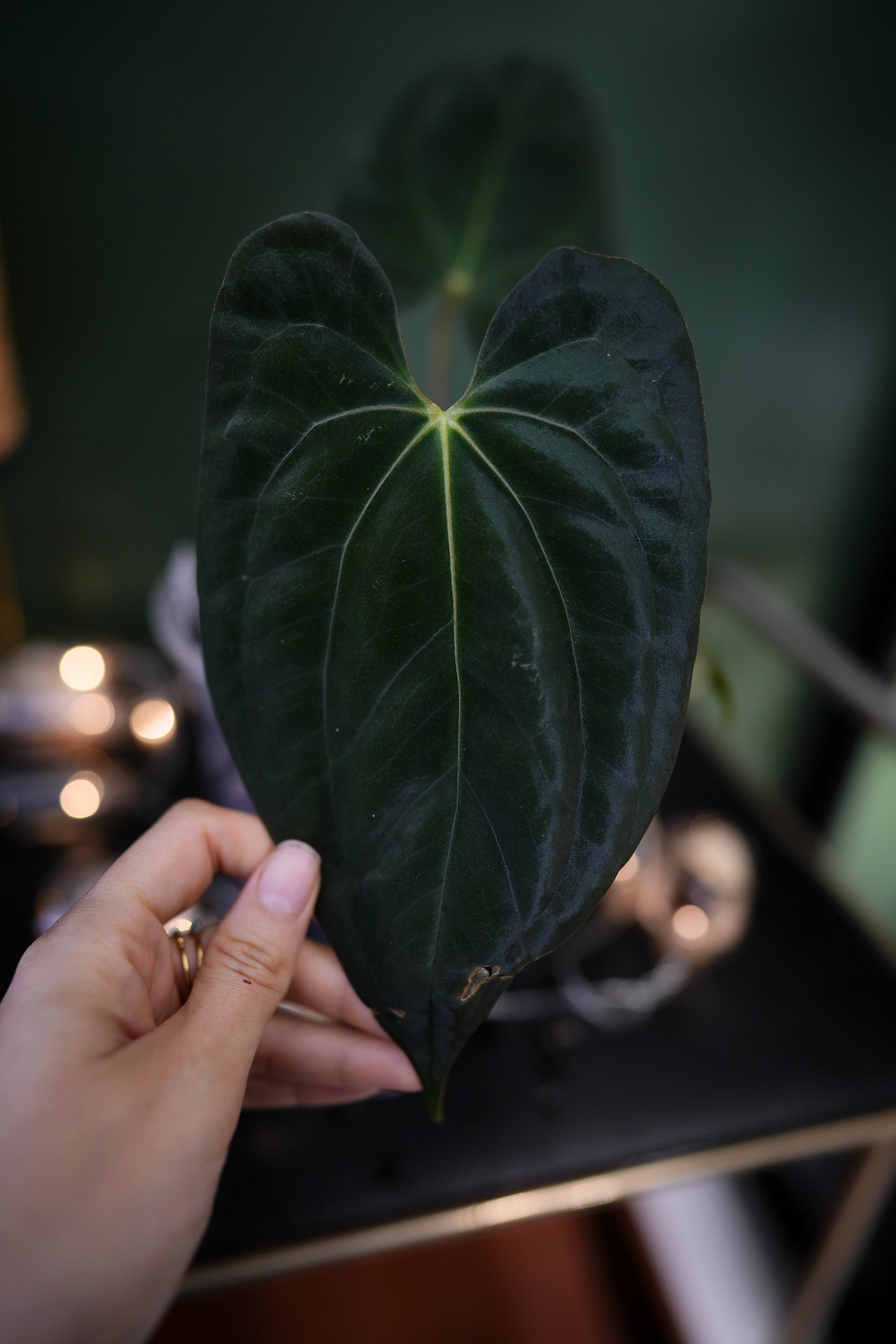 Anthurium Dark Phoenix Red Veins x Papillilaminum Ree Garden (F)
