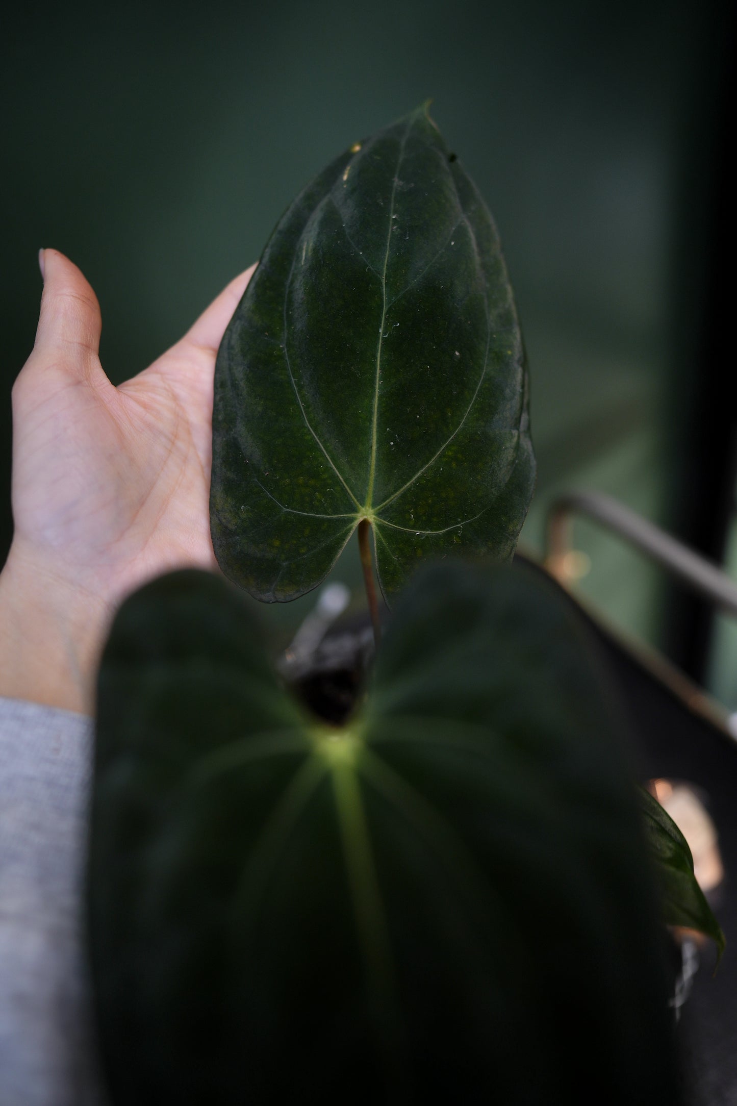 Anthurium Dark Phoenix Red Veins x Papillilaminum Ree Garden (F)