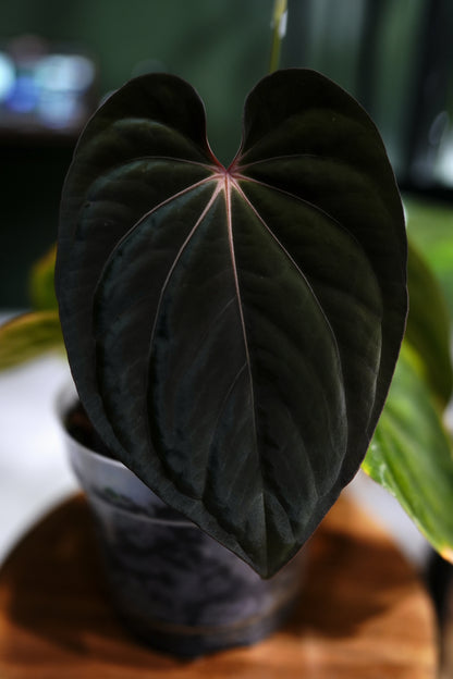 Anthurium Crystal Mag (Pink sinus) x RgDress Carla BVEP