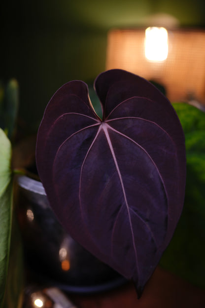 Anthurium Rio Guanche Dressleri Carla "Amanda" x Carlablackiae C1