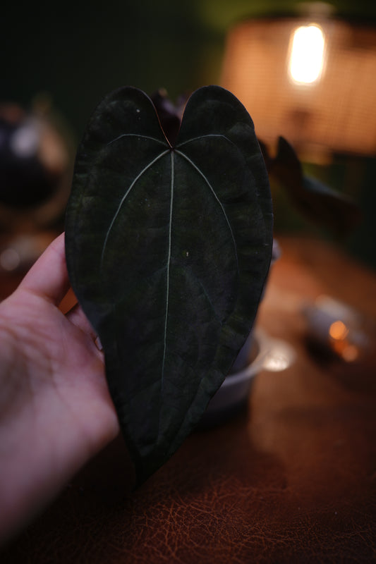 Anthurium Ace Of spades (pur Dark form) SKG lineage