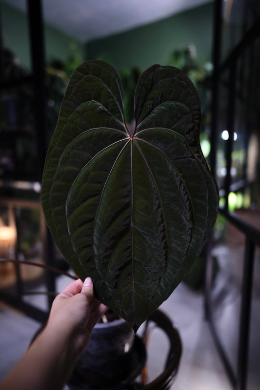 Anthurium Dark Phoenix Red Veins Clone