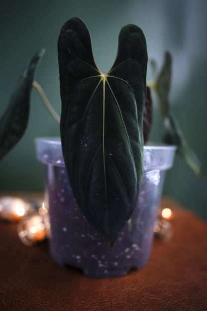 Anthurium Dark Phoenix Red Veins x Papillilaminum Ree Garden (B)