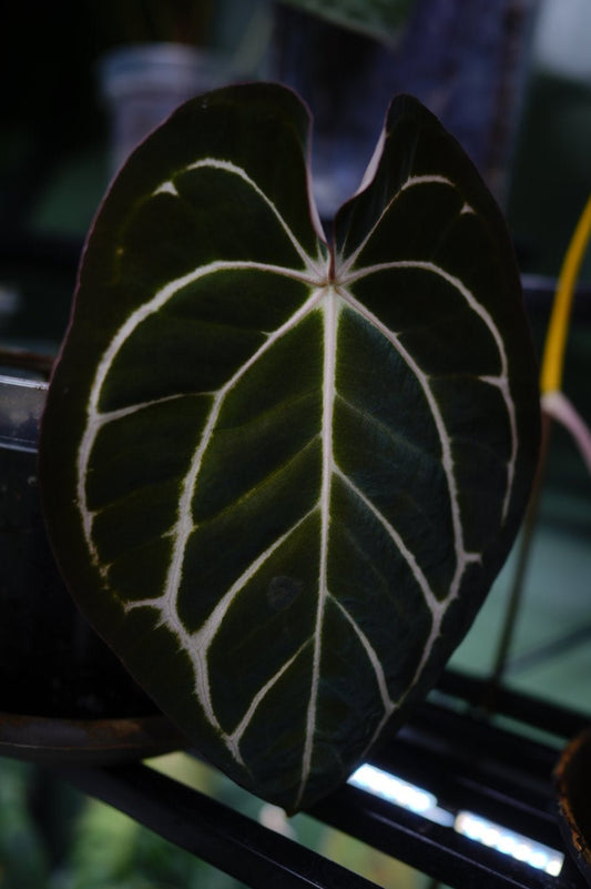 Anthurium Carlablackiae Pure (clone)