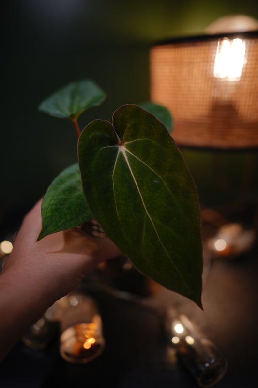 Anthurium Carlablackiae C1 x BVEP (Plant J)