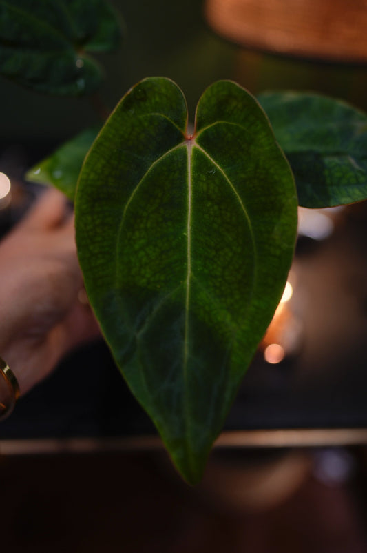 Anthurium Black Besseae Aff x Dark Phoenix Red Veins (Plante I)