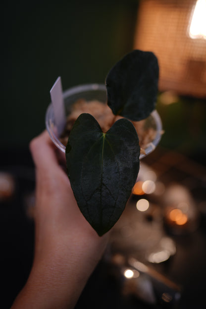 Anthurium Papillilaminum Ree Garden (Clone)