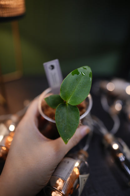 Anthurium Black Besseae aff x Warocqueanum Esmeralda (Wide ears)