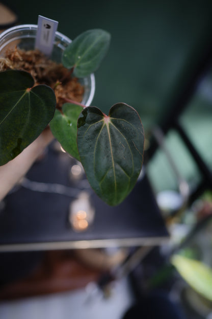 Anthurium Carlablackiae C1 x BVEP (Plante A)