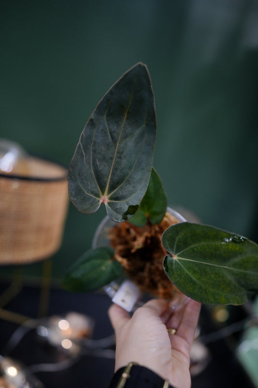 Anthurium Carlablackiae C1 x BVEP (Plante A)