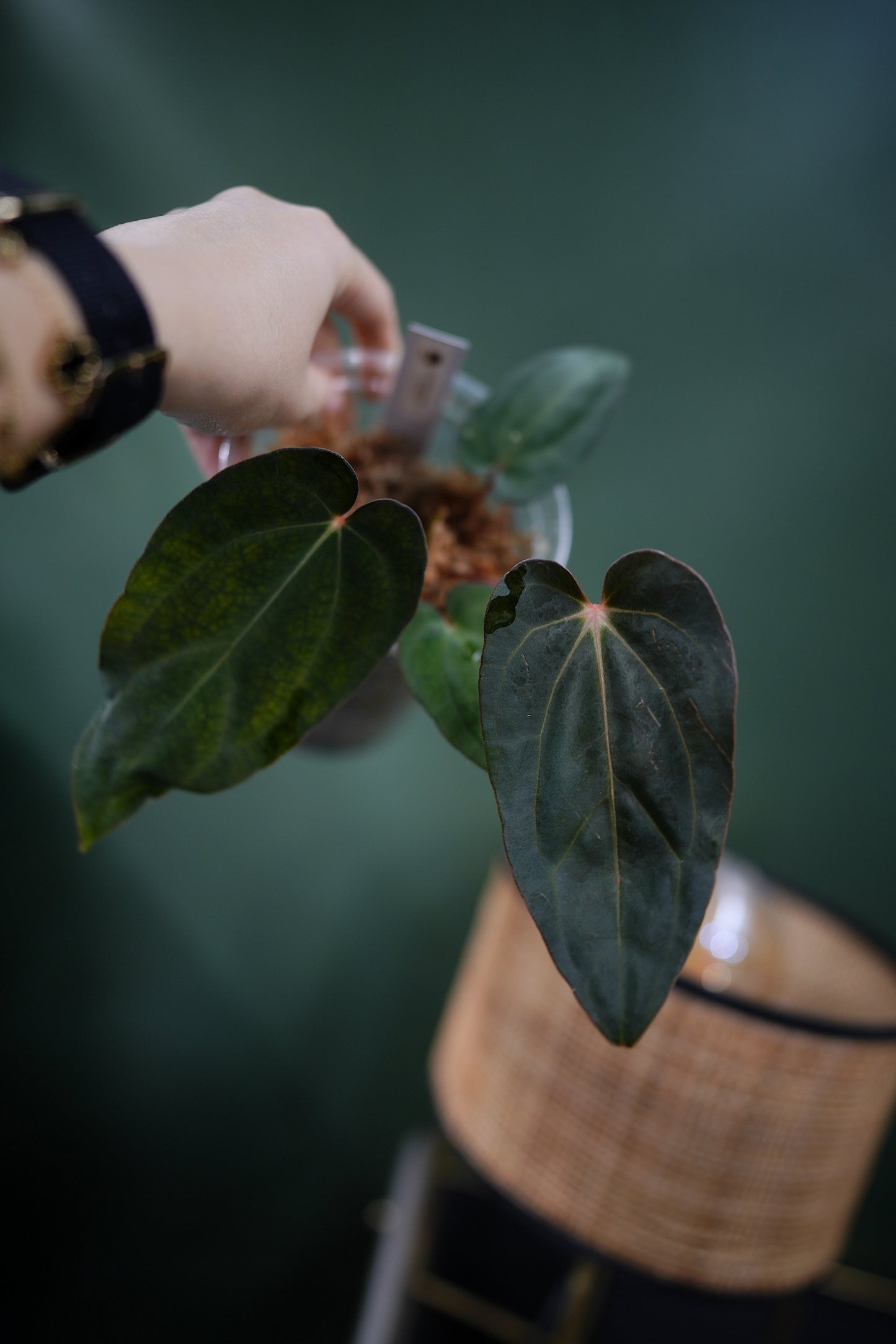 Anthurium Carlablackiae C1 x BVEP (Plante A)