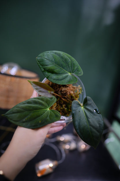 Anthurium Dark Phoenix (clone)