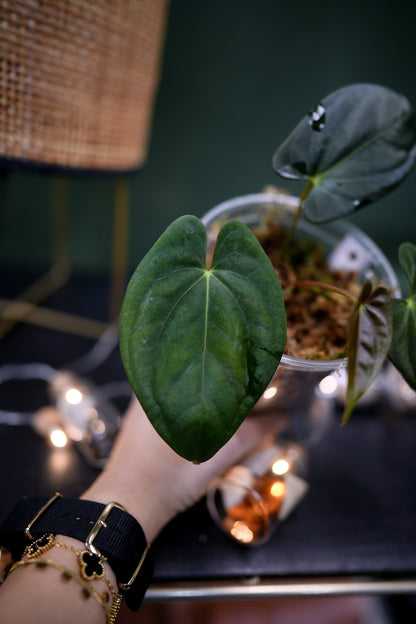 Anthurium Dark Phoenix (clone)