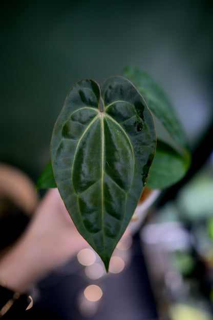 Anthurium Black Besseae Aff x Dark Phoenix Red Veins (Plante A)