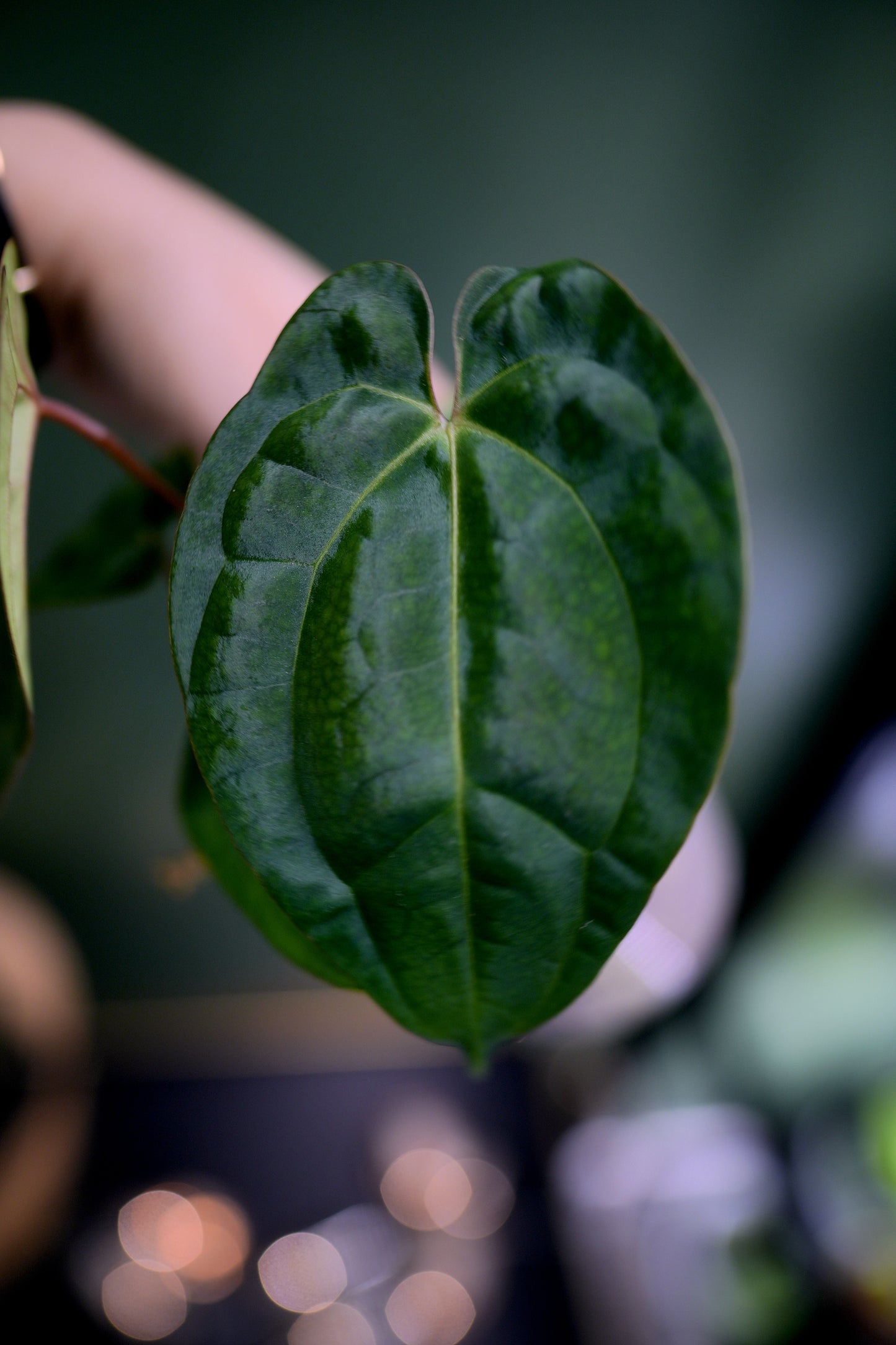 Anthurium Black Besseae Aff x Dark Phoenix Red Veins (Plante A)