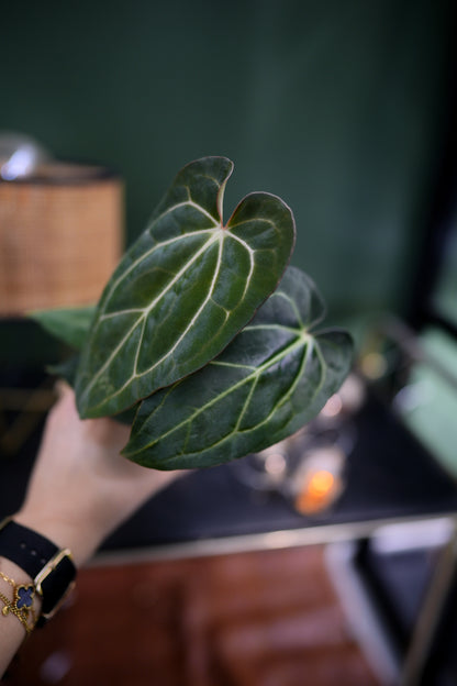 Anthurium Papillilaminum x Carlablackiae C1 (Plante A)