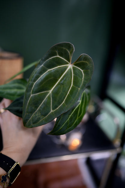 Anthurium Papillilaminum x Carlablackiae C1 (Plante A)