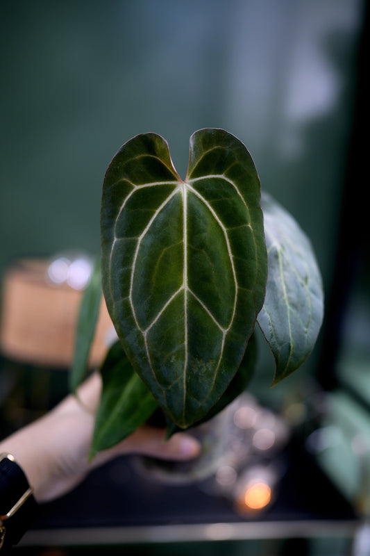 Anthurium Papillilaminum x Carlablackiae C1 (Plante A)