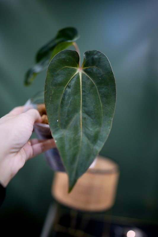 Anthurium Carlablackiae C1 x BVEP (Plante C)