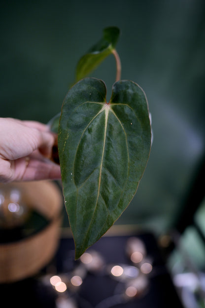 Anthurium Carlablackiae C1 x BVEP (Plante C)