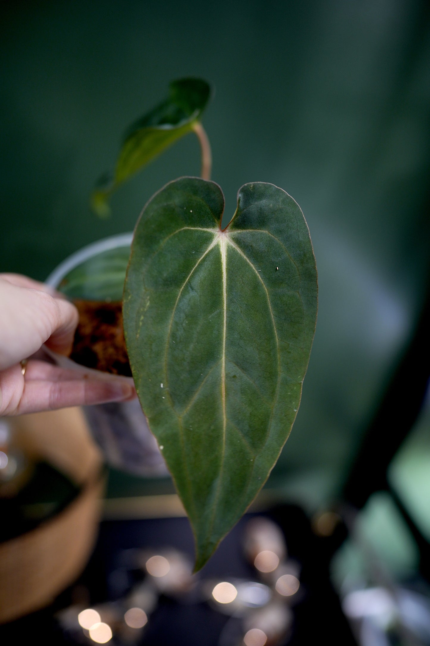 Anthurium Carlablackiae C1 x BVEP (Plante C)