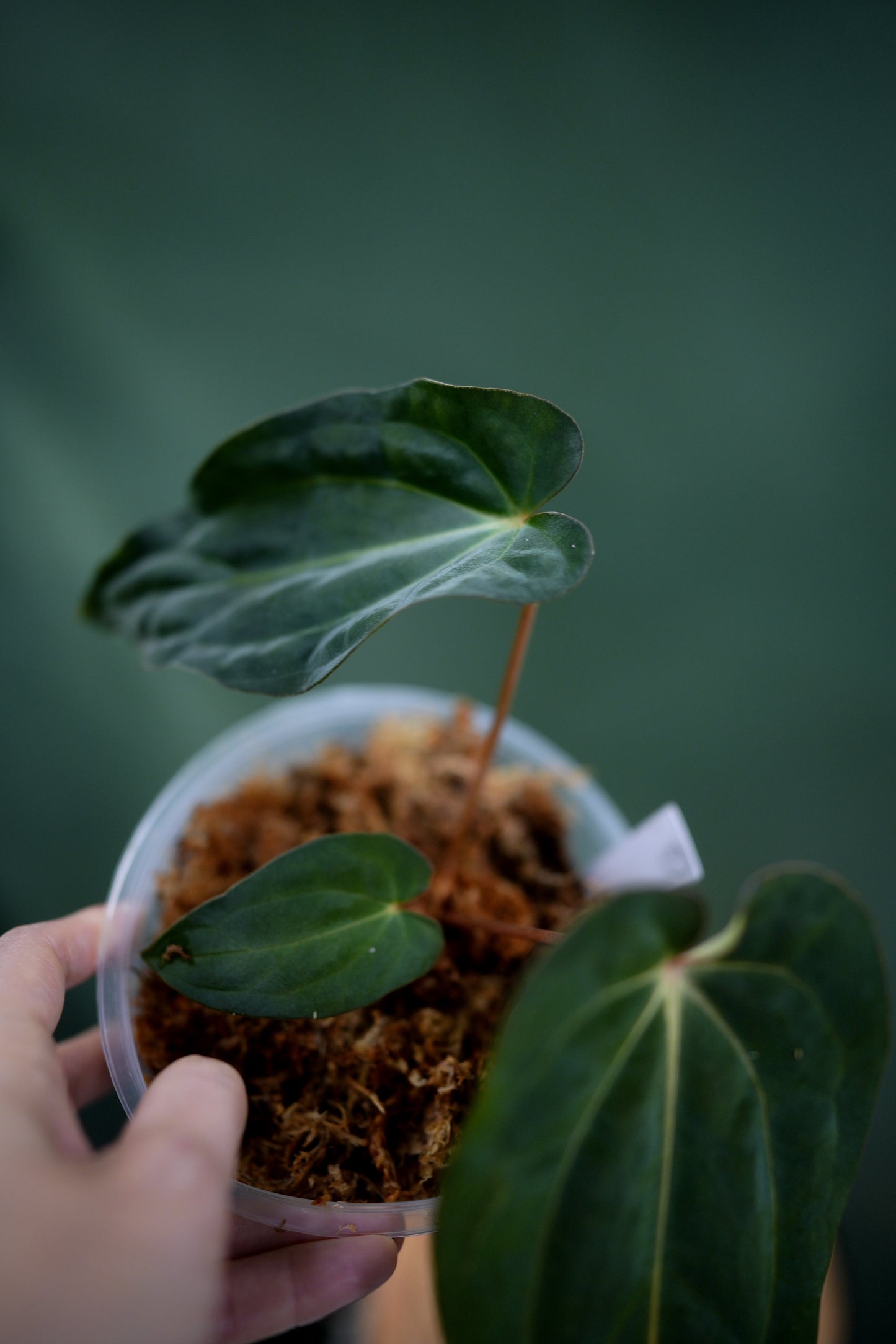 Anthurium Carlablackiae C1 x BVEP (Plante C)