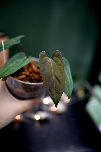 Anthurium Dark Phoenix Red Veins x Papillilaminum Ree Garden (A)