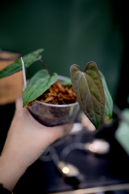 Anthurium Dark Phoenix Red Veins x Papillilaminum Ree Garden (A)