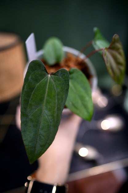 Anthurium Dark Phoenix Red Veins x Papillilaminum Ree Garden (A)