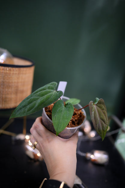 Anthurium Dark Phoenix Red Veins x Papillilaminum Ree Garden (A)