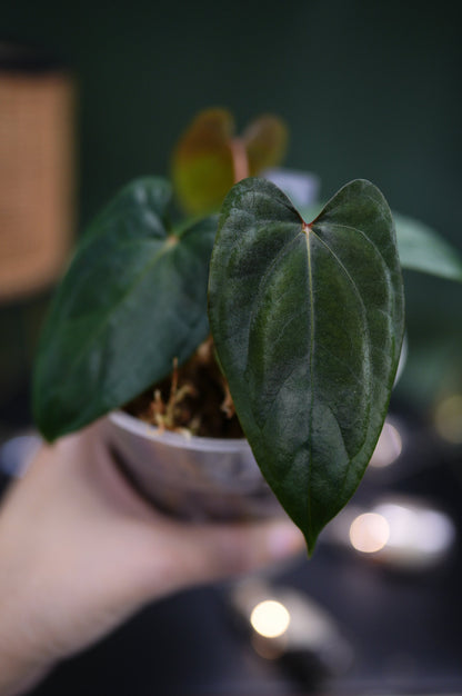 Anthurium Dark Phoenix Red Veins x Papillilaminum Ree Garden (C)