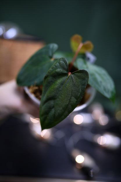 Anthurium Dark Phoenix Red Veins x Papillilaminum Ree Garden (C)