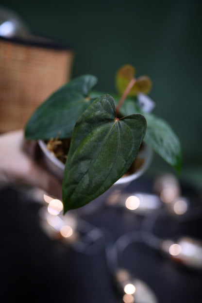 Anthurium Dark Phoenix Red Veins x Papillilaminum Ree Garden (C)