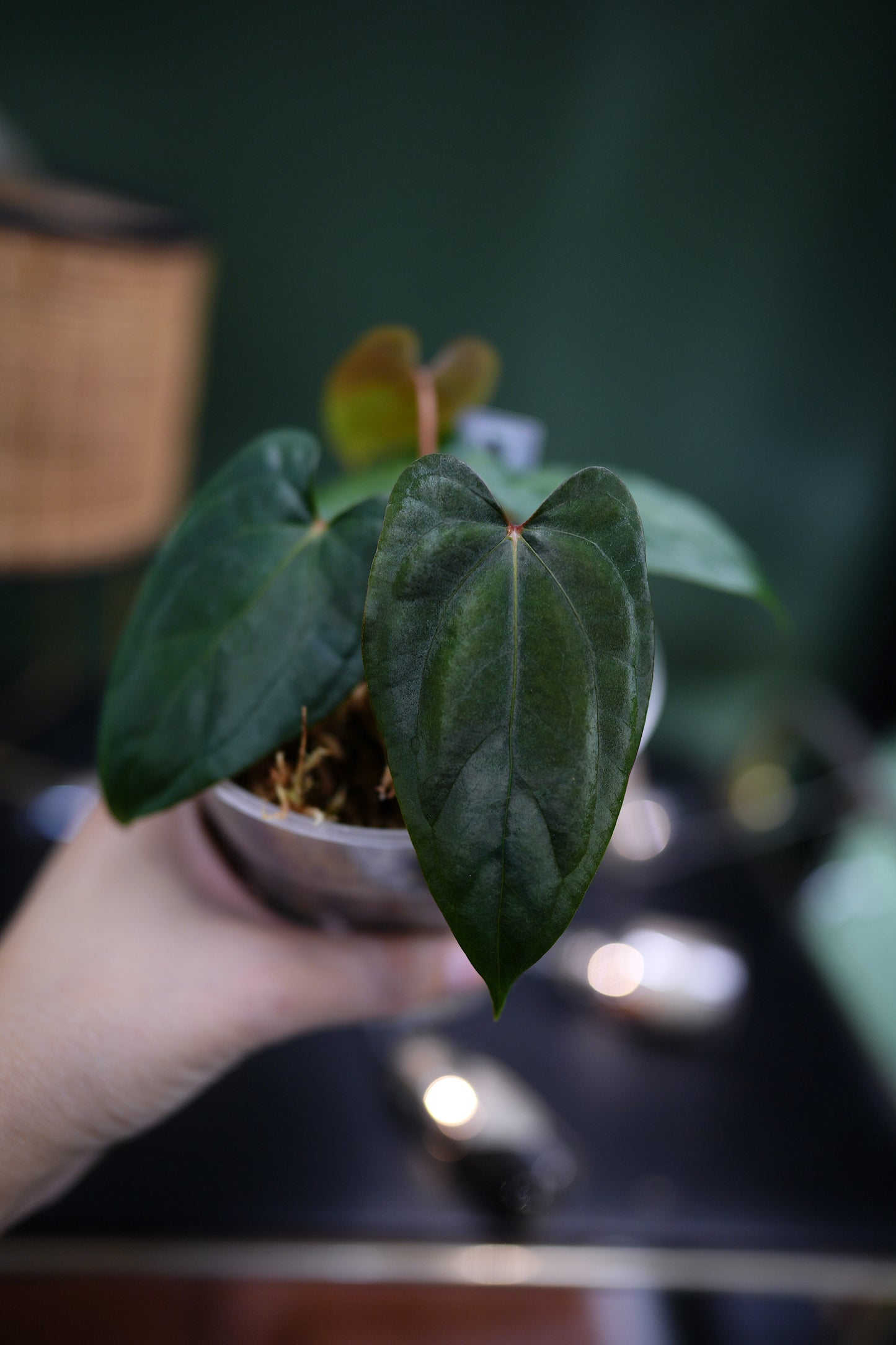 Anthurium Dark Phoenix Red Veins x Papillilaminum Ree Garden (C)