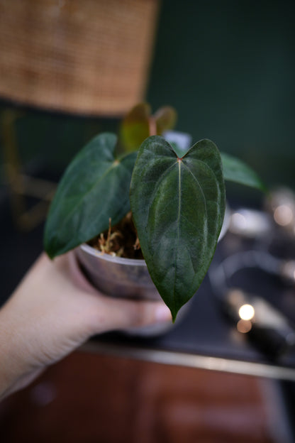 Anthurium Dark Phoenix Red Veins x Papillilaminum Ree Garden (C)