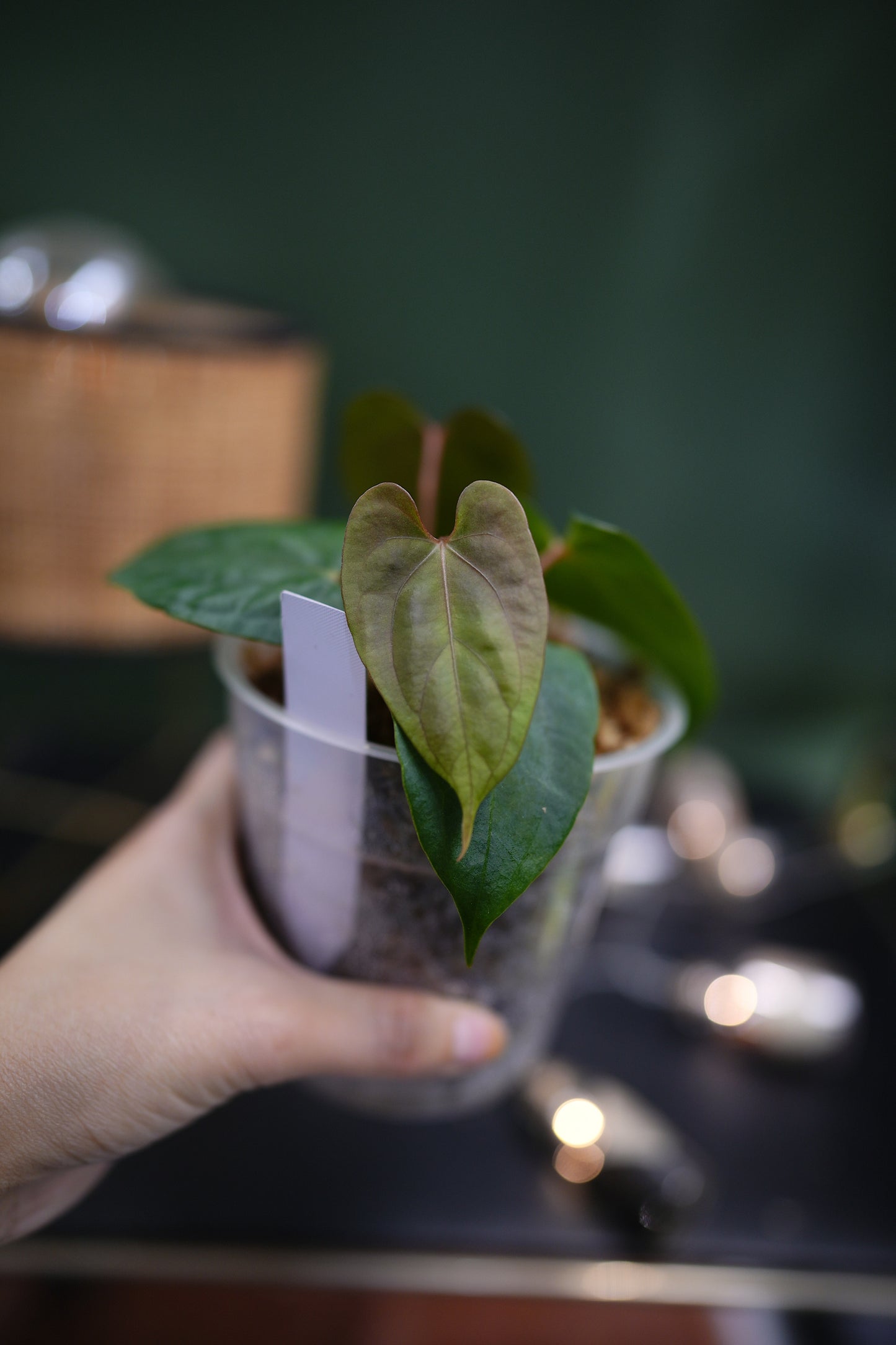 Anthurium Dark Phoenix Red Veins x Papillilaminum Ree Garden (C)