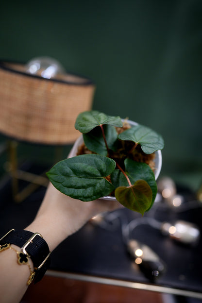 Anthurium Dark Phoenix Red Veins x Papillilaminum Ree Garden (C)