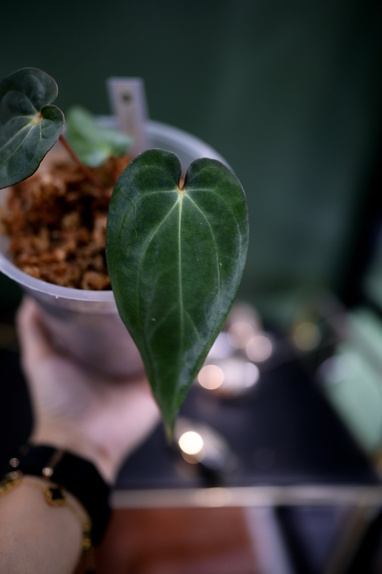 Anthurium Carlablackiae C1 x BVEP (Plante E)