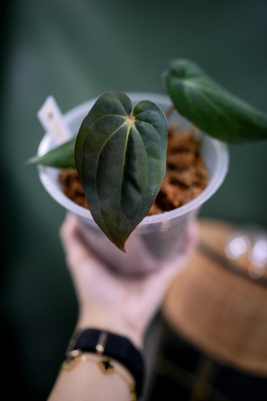 Anthurium Carlablackiae C1 x BVEP (Plante E)