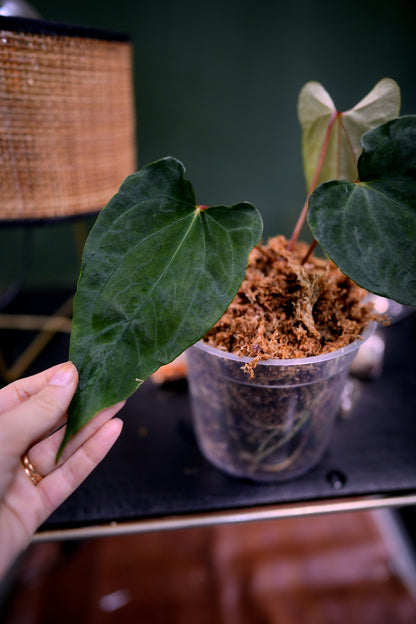 Anthurium Fort Sherman x Ralph Lynam Clone