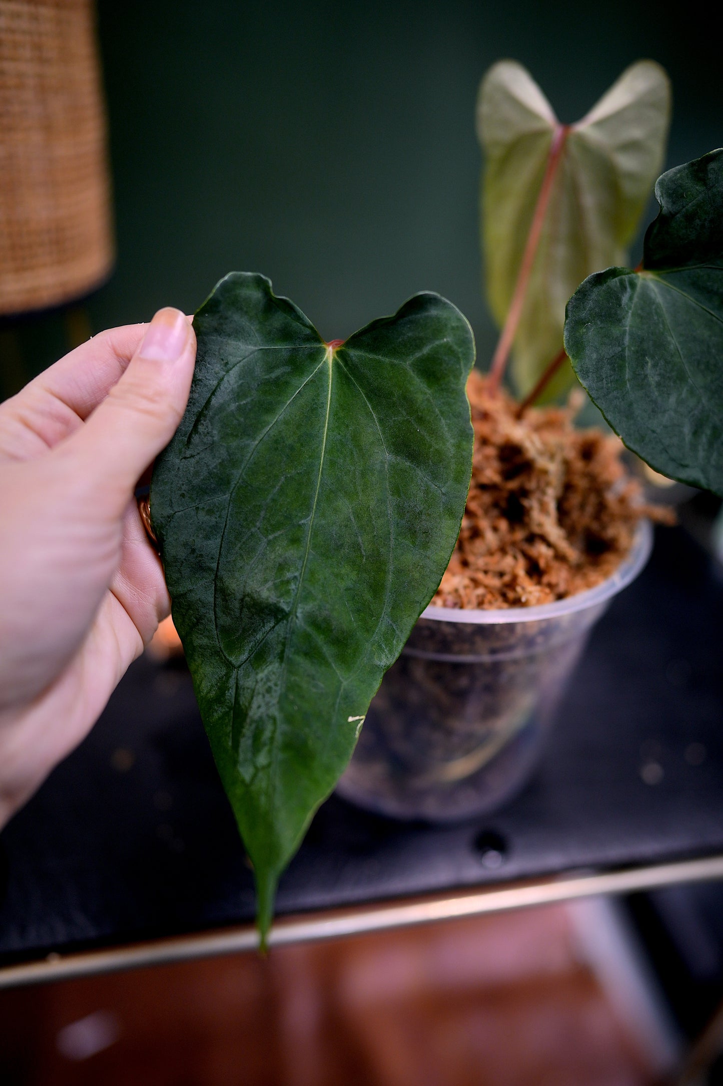 Anthurium Fort Sherman x Ralph Lynam Clone