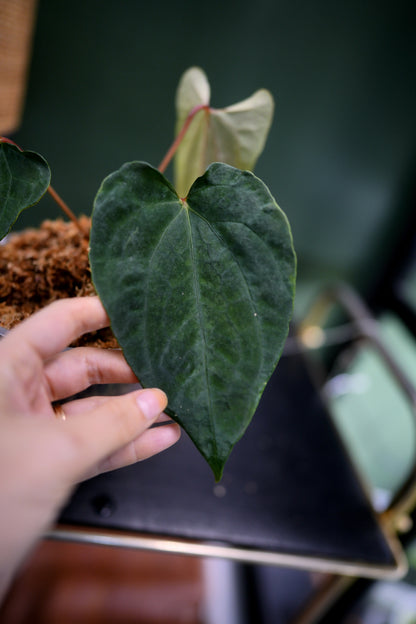 Anthurium Fort Sherman x Ralph Lynam Clone