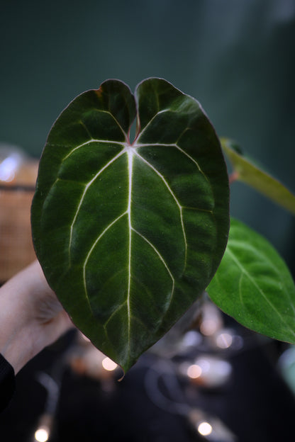 Anthurium Papillilaminum x Carlablackiae C1 (Plante C)