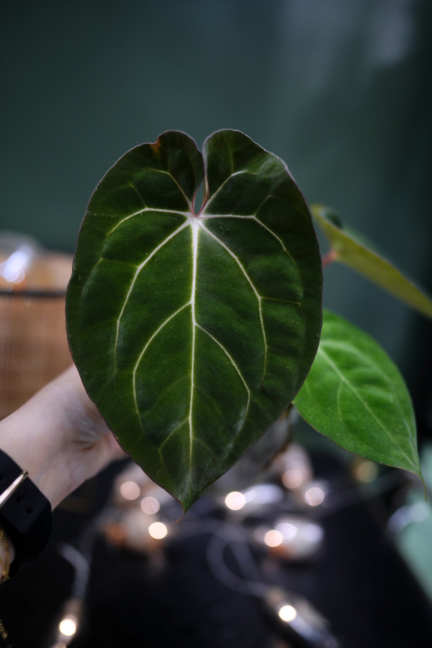 Anthurium Papillilaminum x Carlablackiae C1 (Plante C)