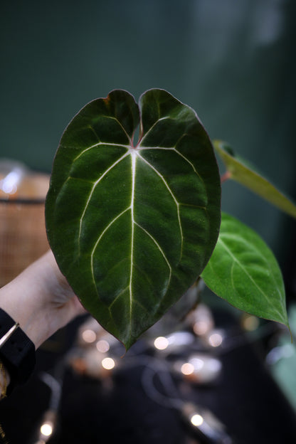 Anthurium Papillilaminum x Carlablackiae C1 (Plante C)