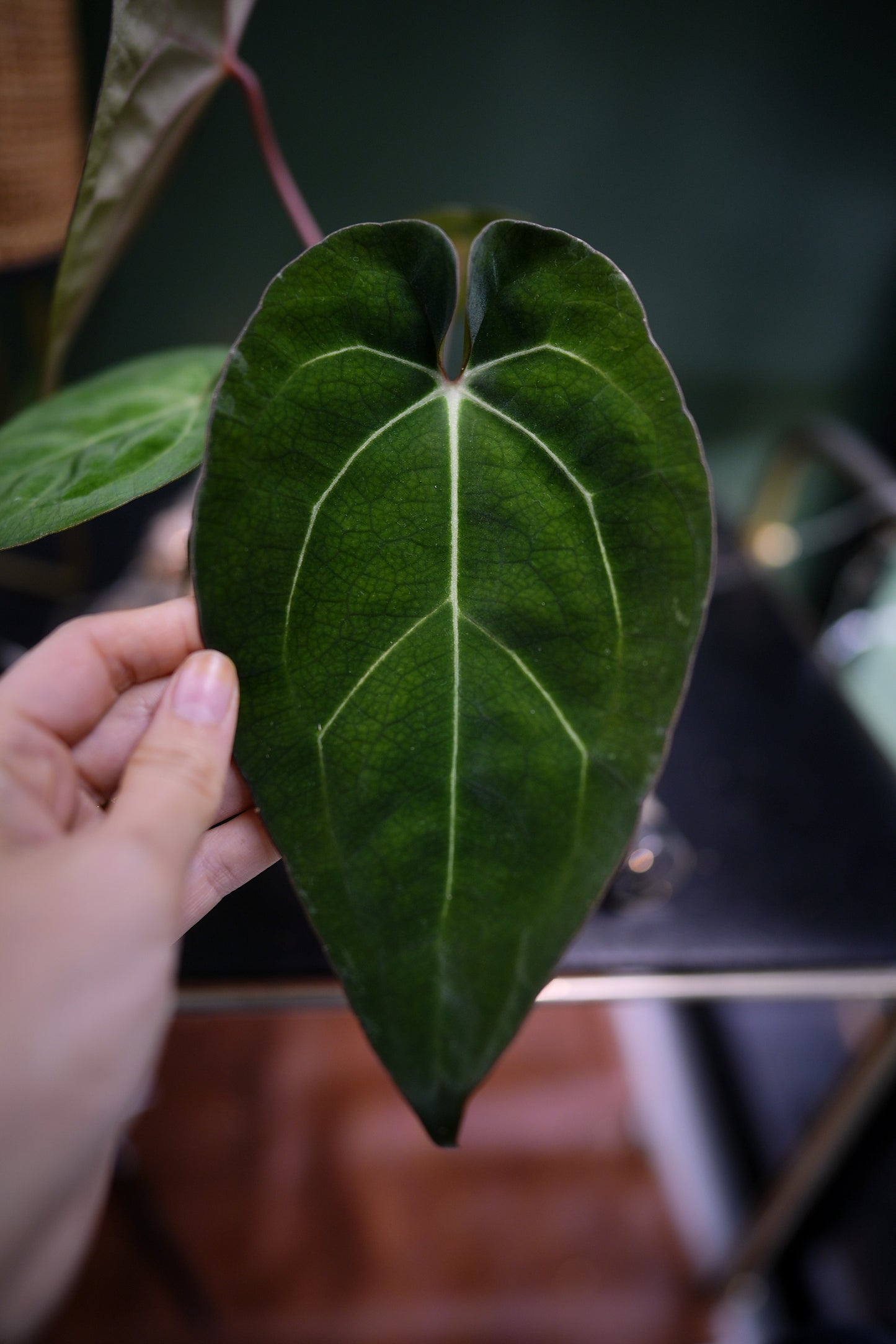 Anthurium Papillilaminum x Carlablackiae C1 (Plante C)