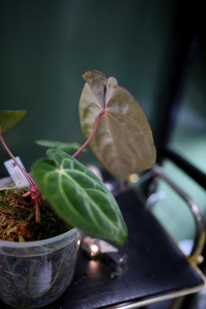 Anthurium Papillilaminum x Carlablackiae C1 (Plante C)