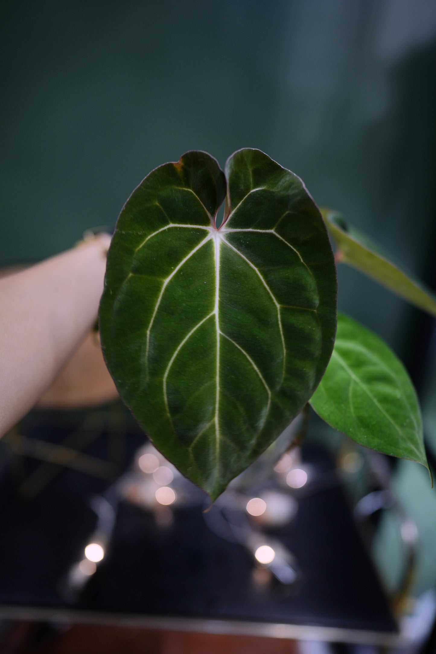 Anthurium Papillilaminum x Carlablackiae C1 (Plante C)